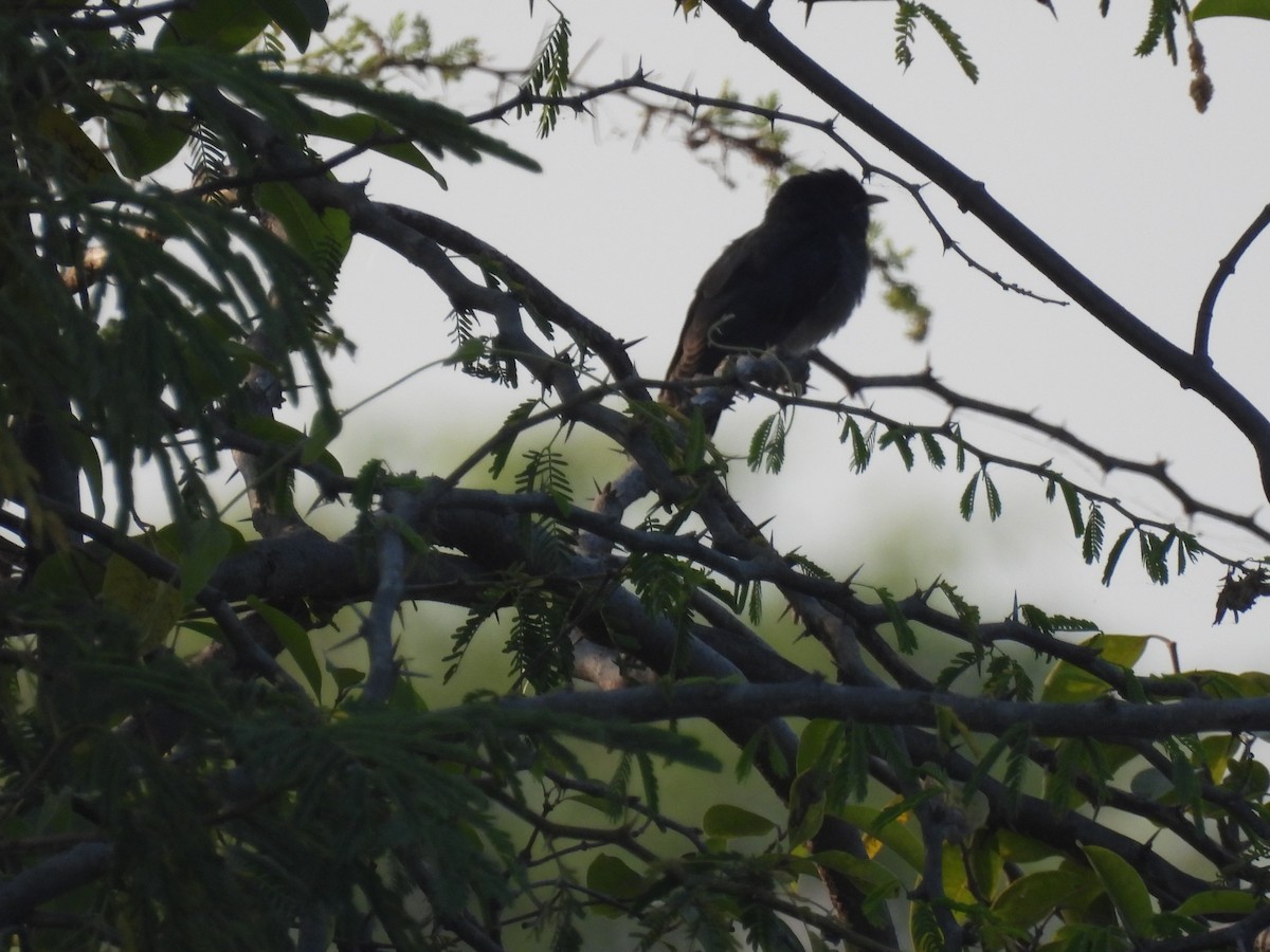 Cuco Pechigrís - ML645496914