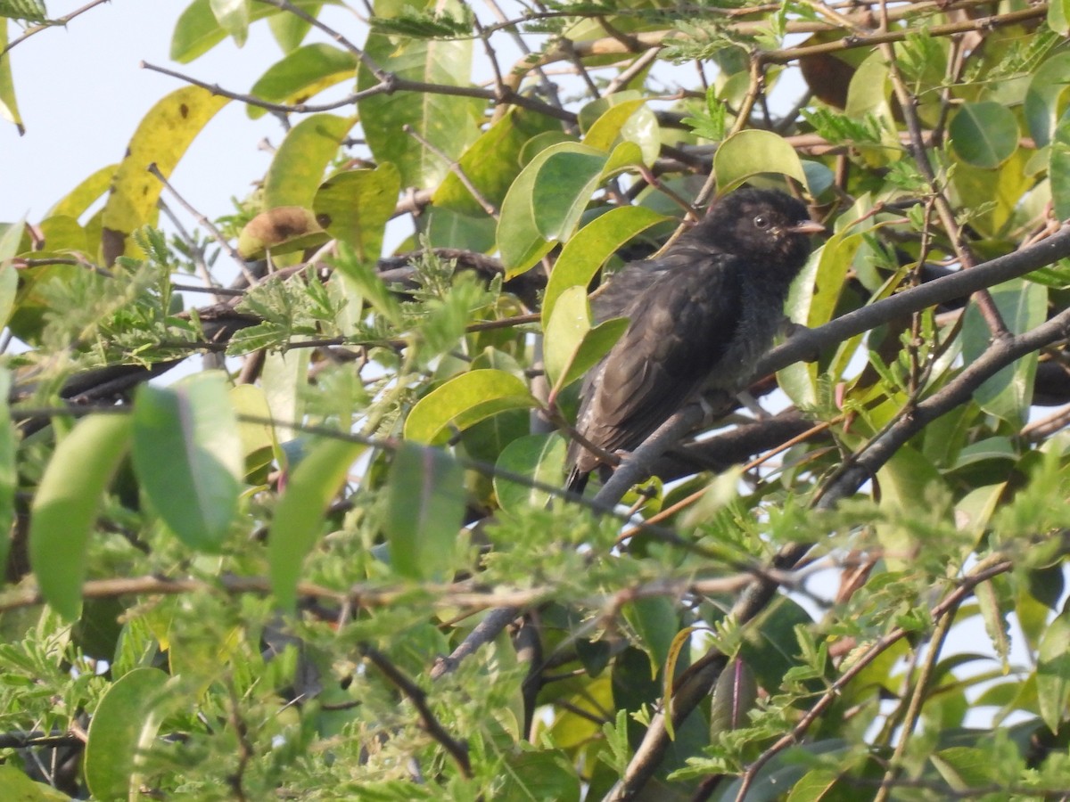 Cuco Pechigrís - ML645496915