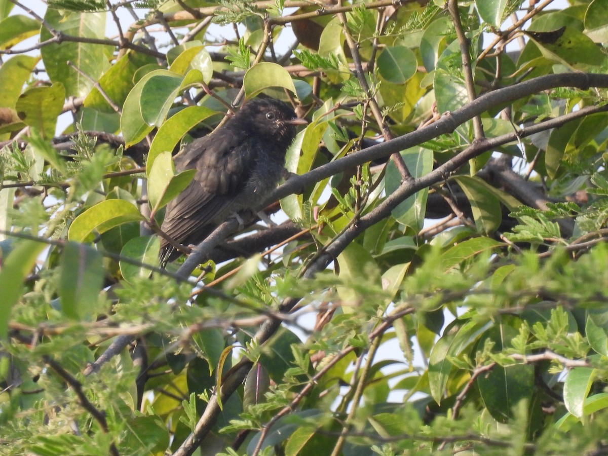 Cuco Pechigrís - ML645496916