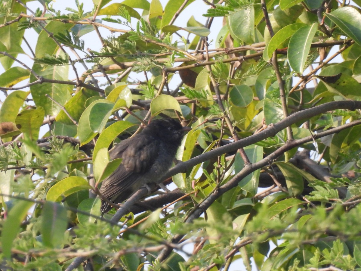 Cuco Pechigrís - ML645496917