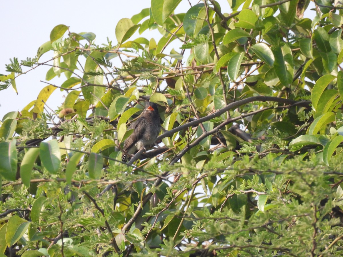 Cuco Pechigrís - ML645496918