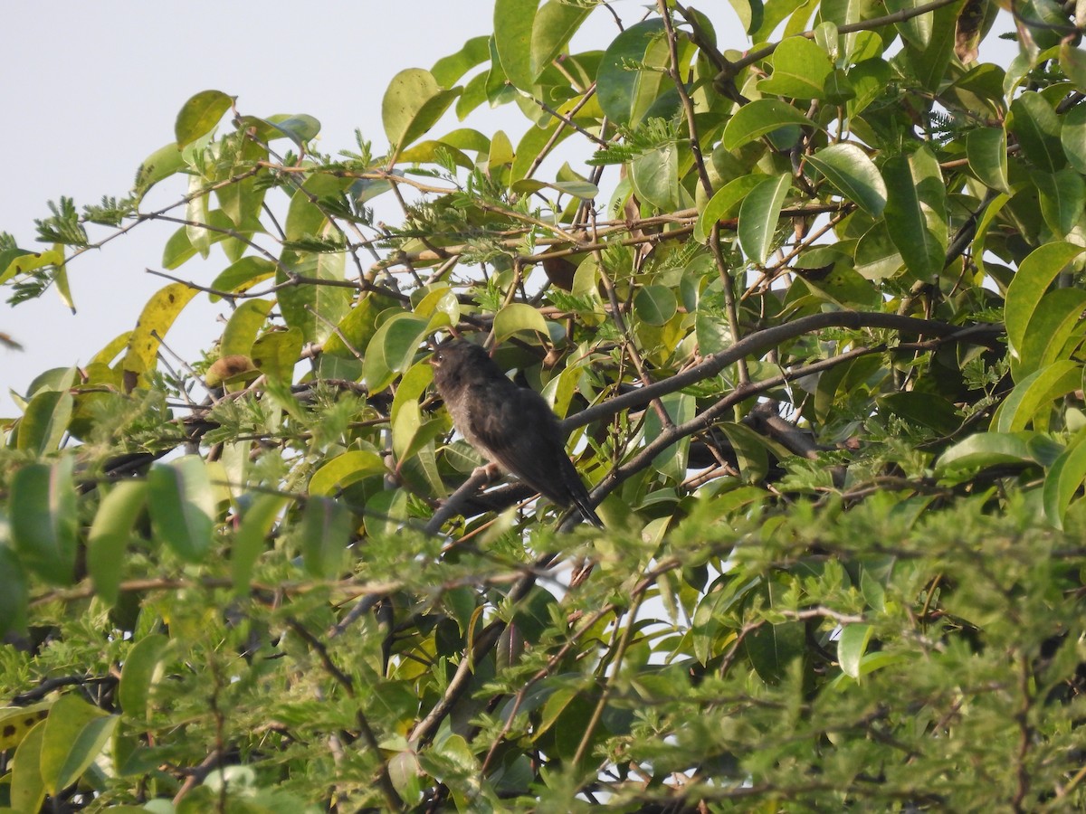 Cuco Pechigrís - ML645496919