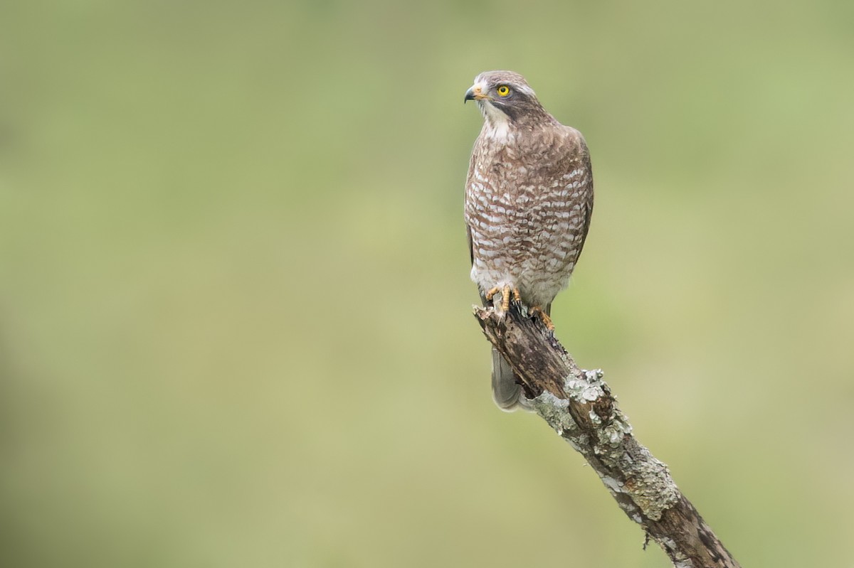 Gray-faced Buzzard - ML645496921