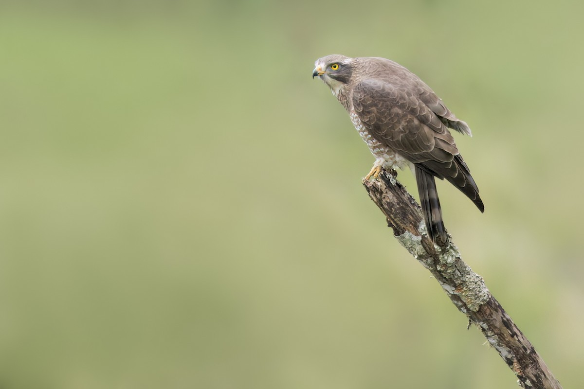 Gray-faced Buzzard - ML645496924