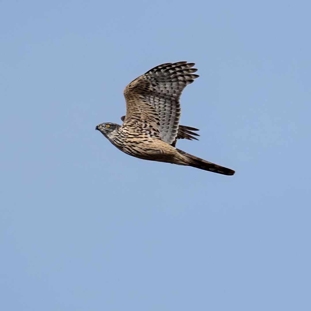 Тетеревятник - ML645496933