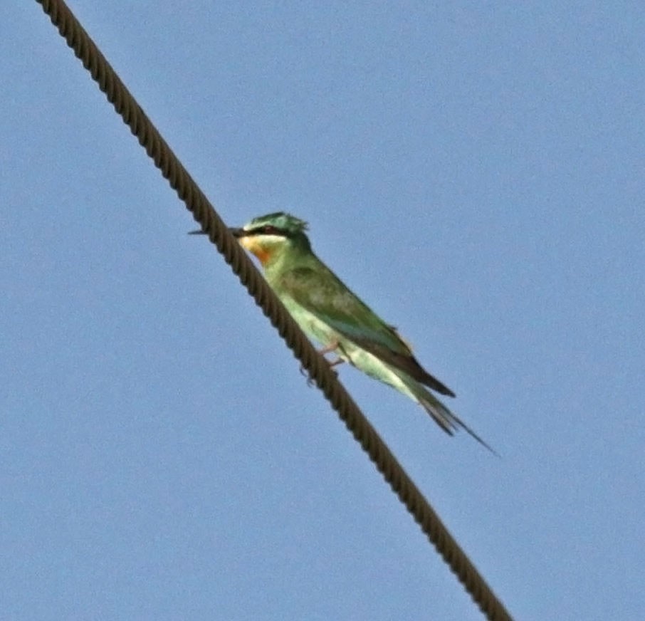 שרקרק ירוק - ML645496935