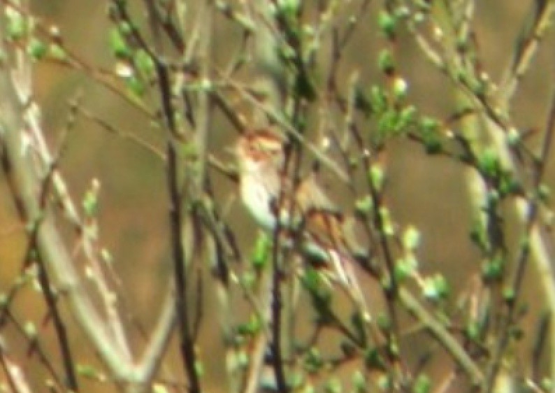 Little Bunting - ML645496937