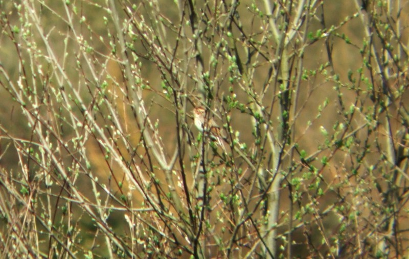 Little Bunting - ML645496938