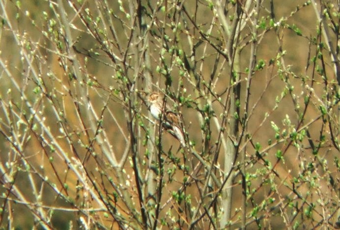 Little Bunting - ML645496939