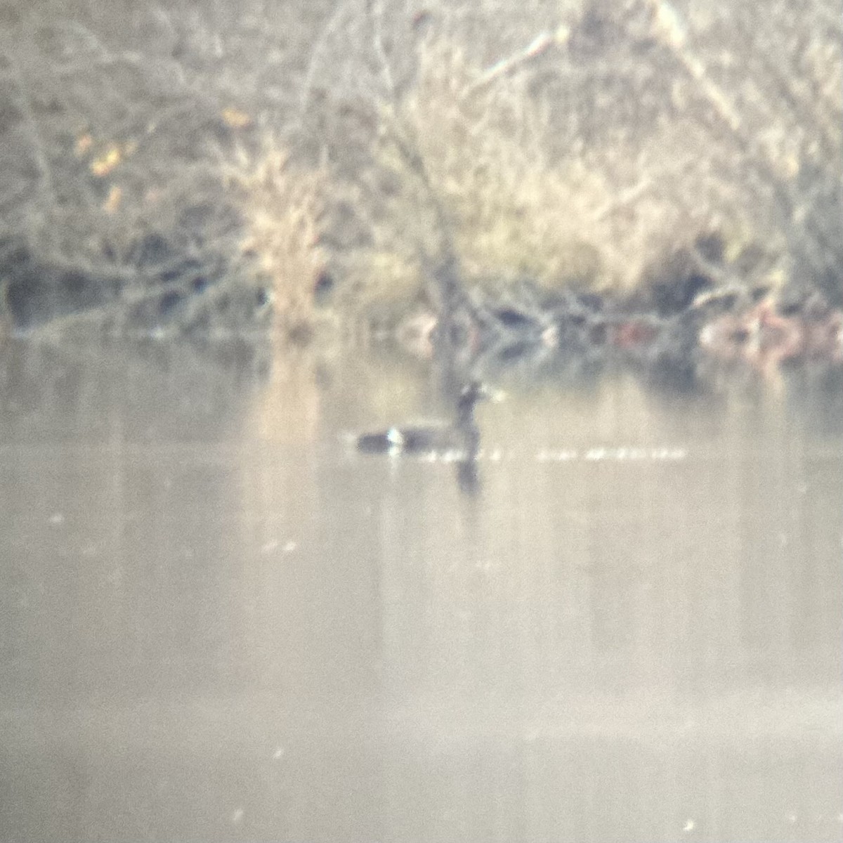 White-winged Scoter - ML645496941