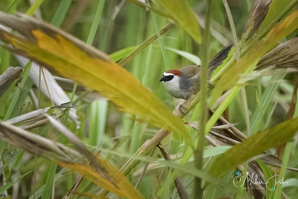Chestnut-capped Babbler - ML645496972