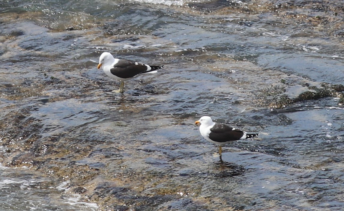 Kelp Gull - ML645496975