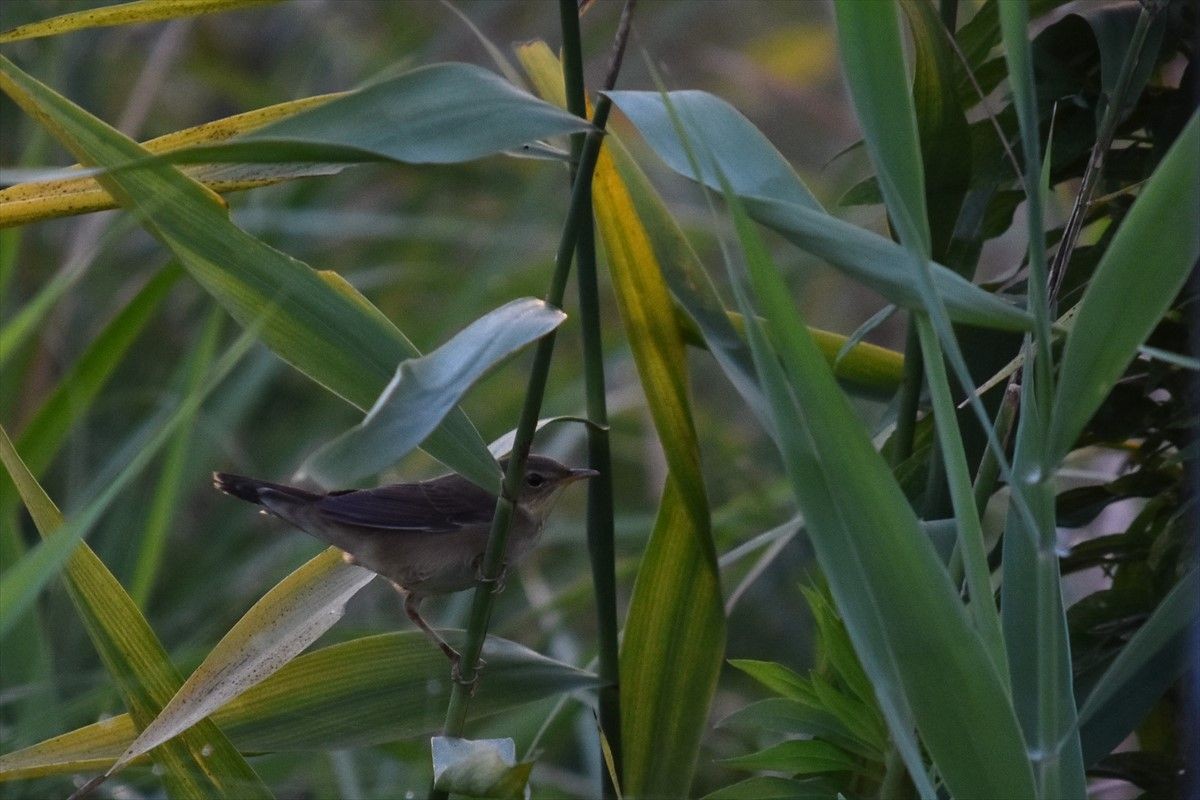 Кобилочка охотська - ML645496990