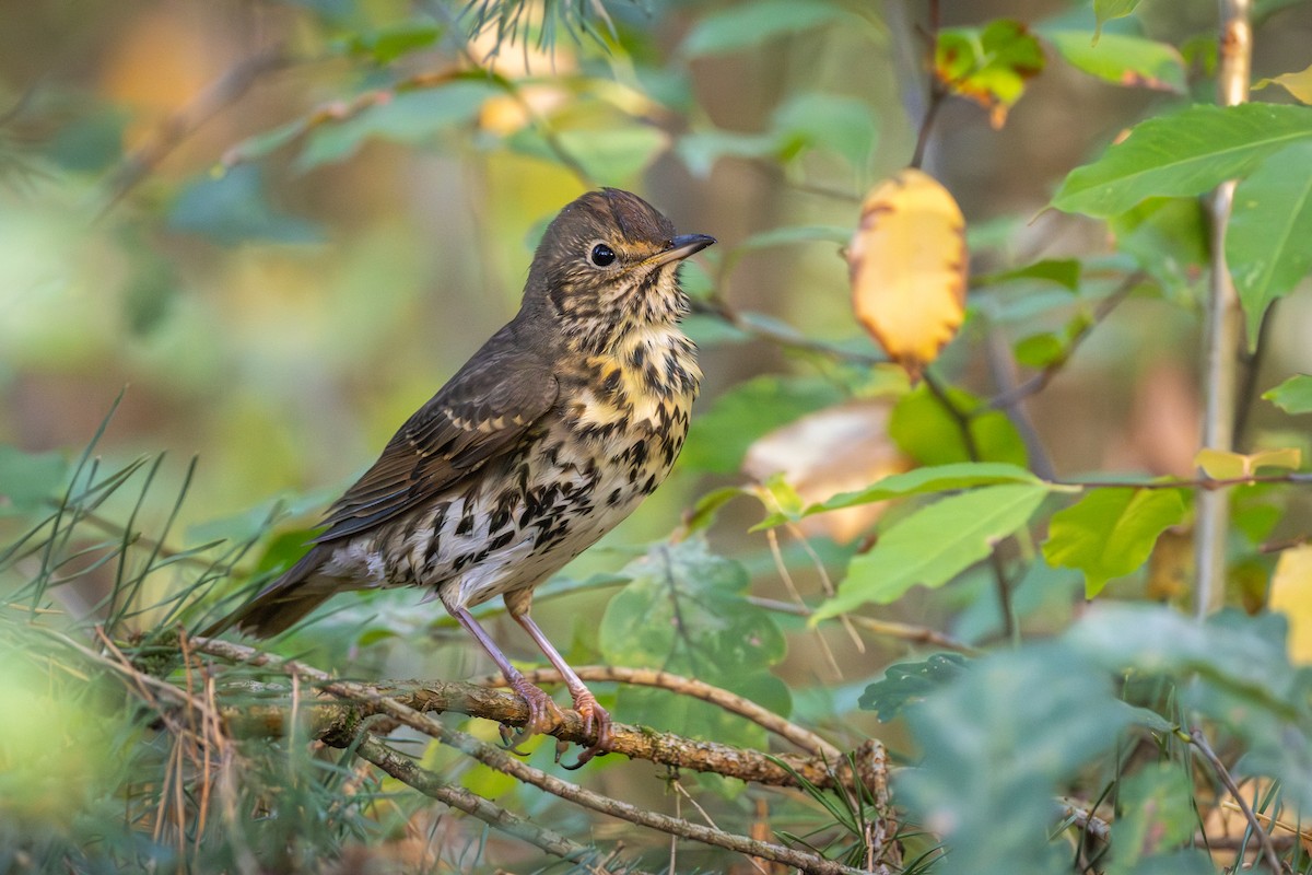 Song Thrush - ML645496999