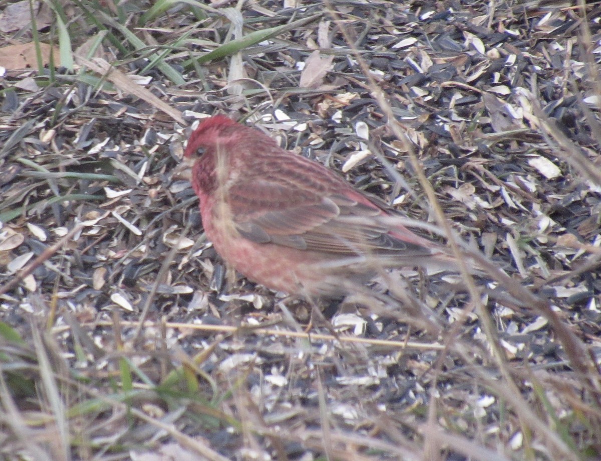 Purple Finch - ML645497005