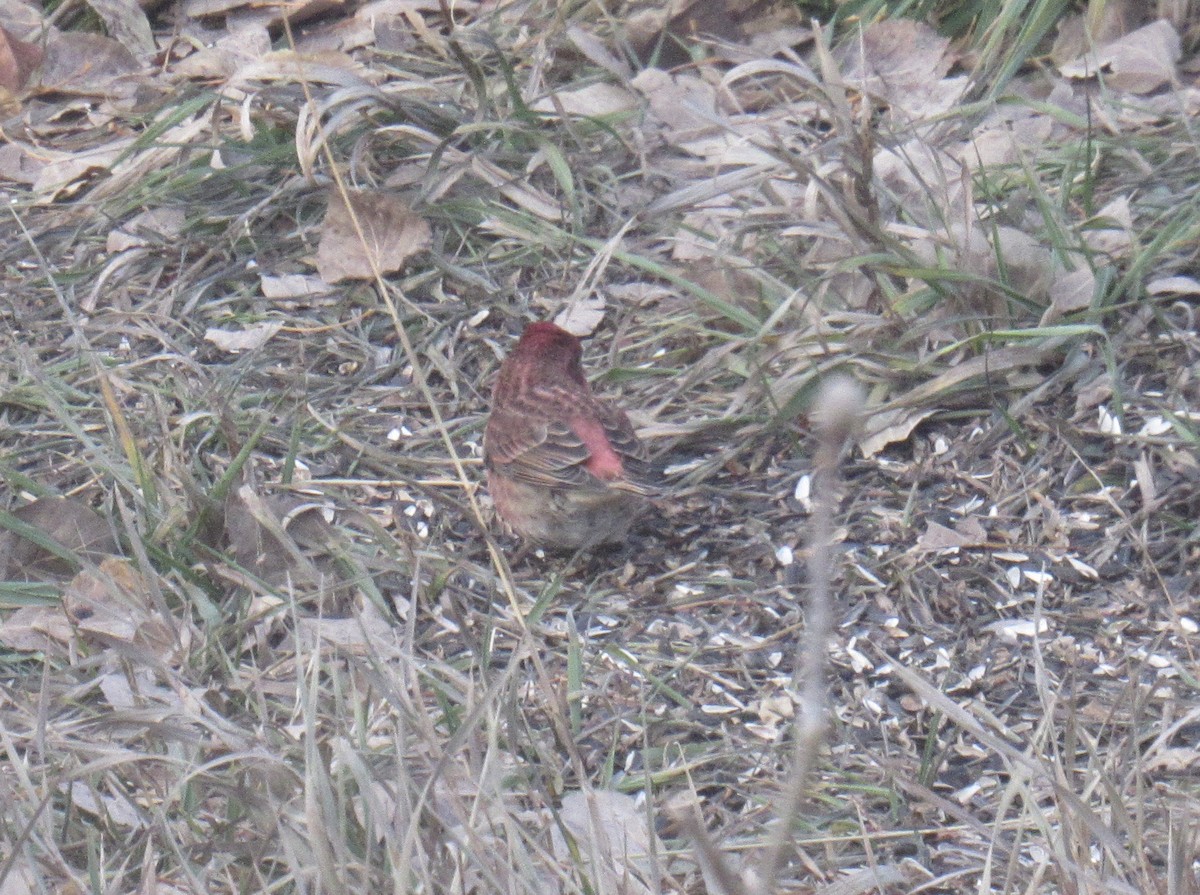 Purple Finch - ML645497007