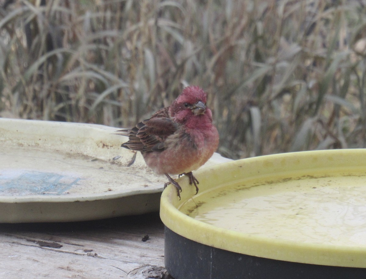 Purple Finch - ML645497013