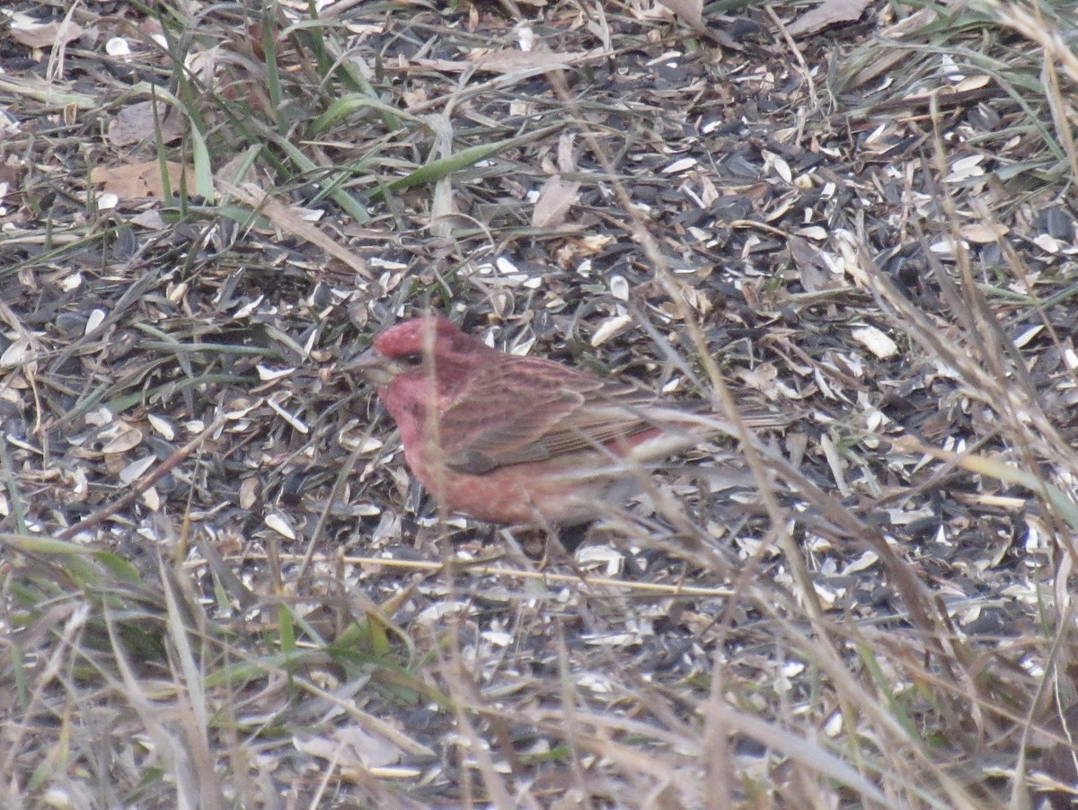 Purple Finch - ML645497014