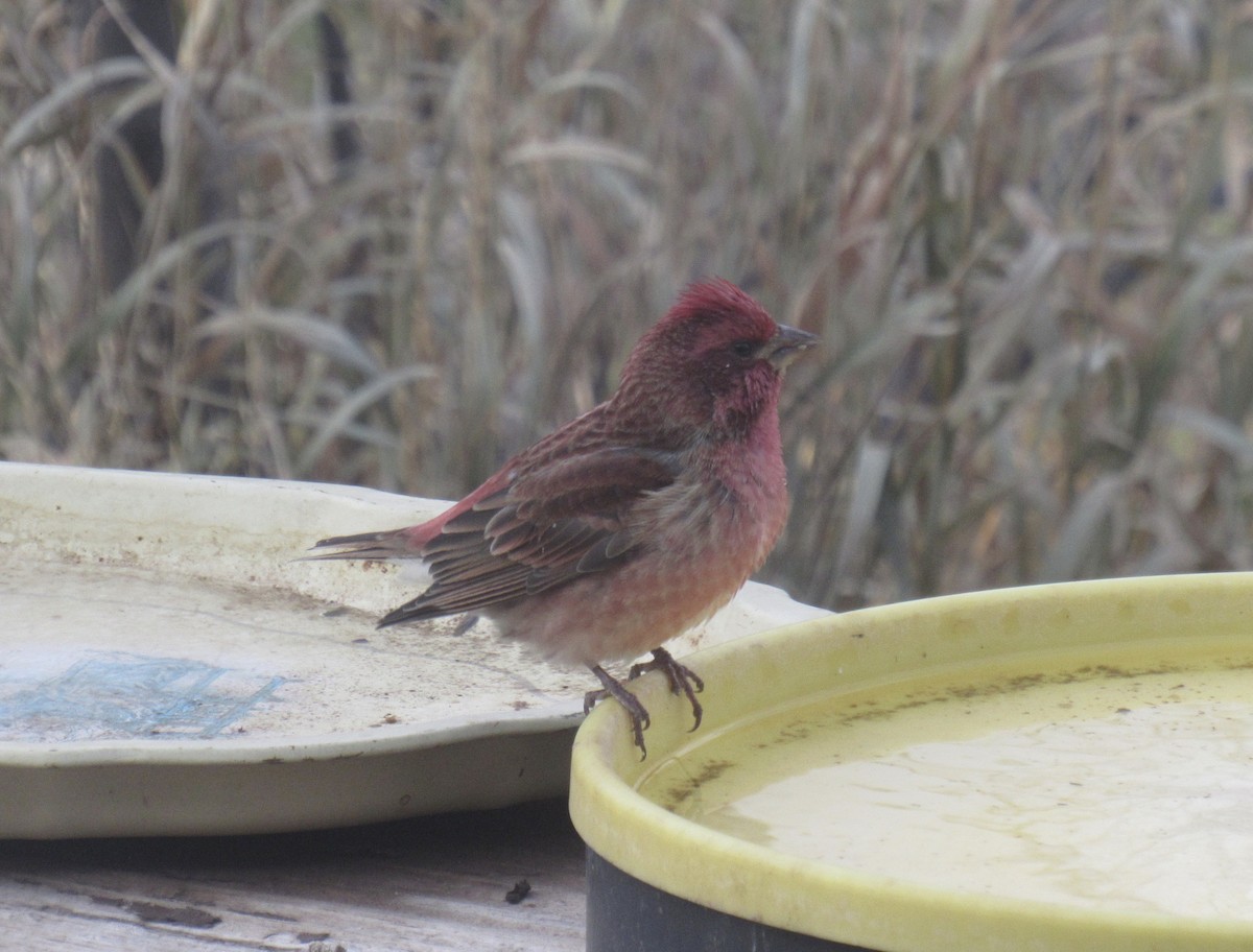 Purple Finch - ML645497017