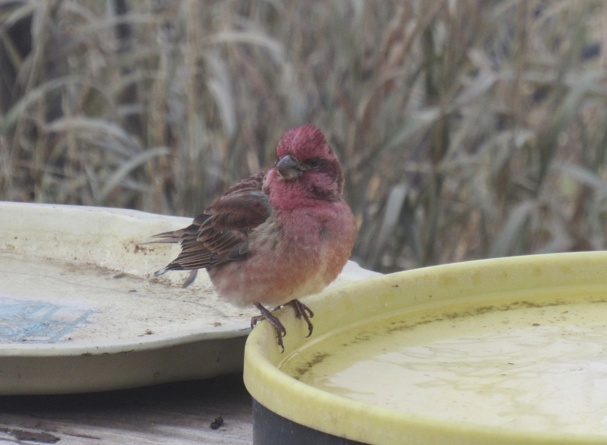 Purple Finch - ML645497019