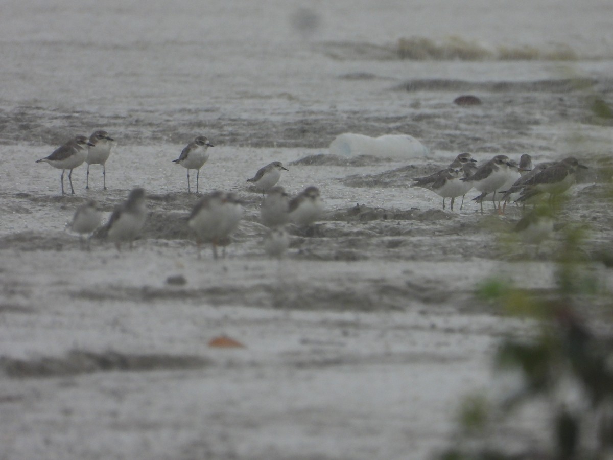 Tibet Cılıbıtı - ML645497028