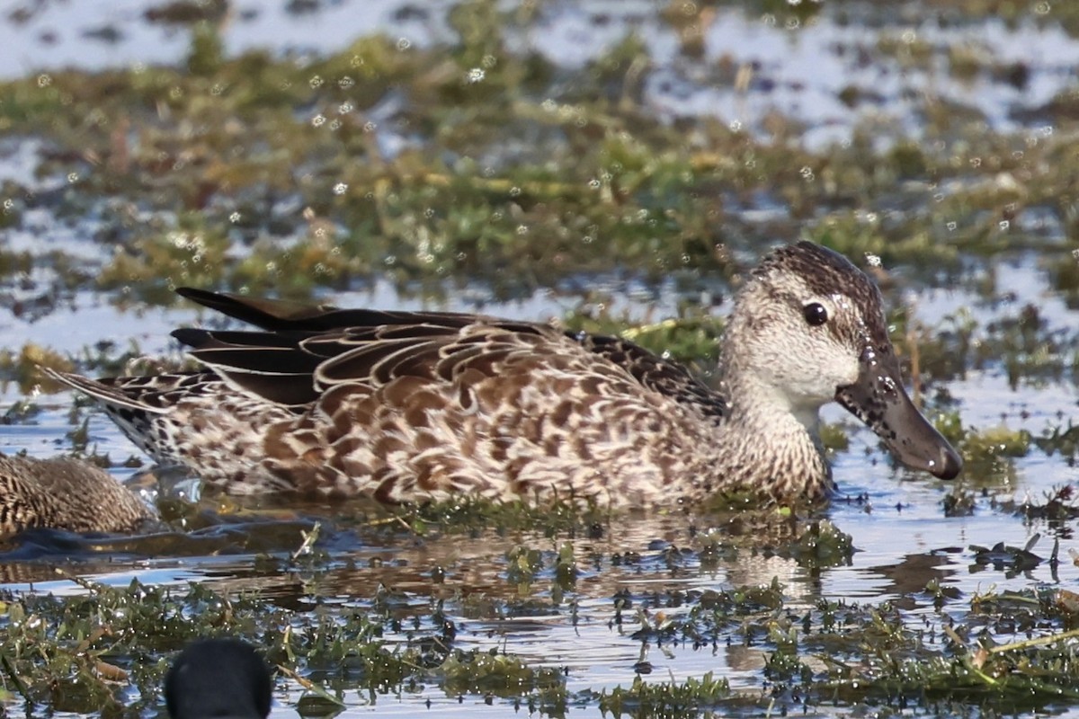 Zertzeta hegalurdina - ML645497032