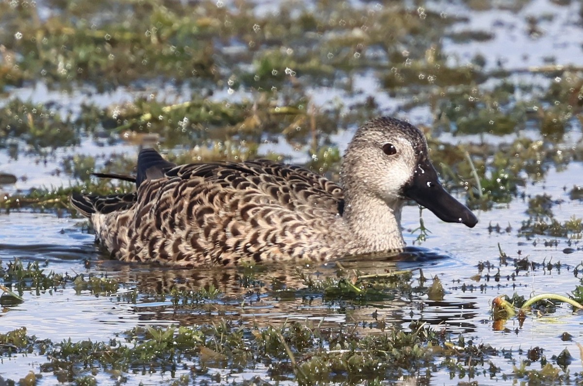 Zertzeta hegalurdina - ML645497033