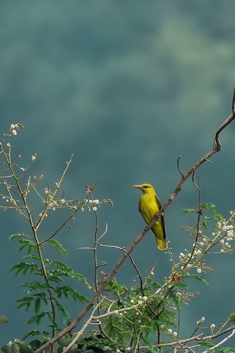 Indian Golden Oriole - ML645497035