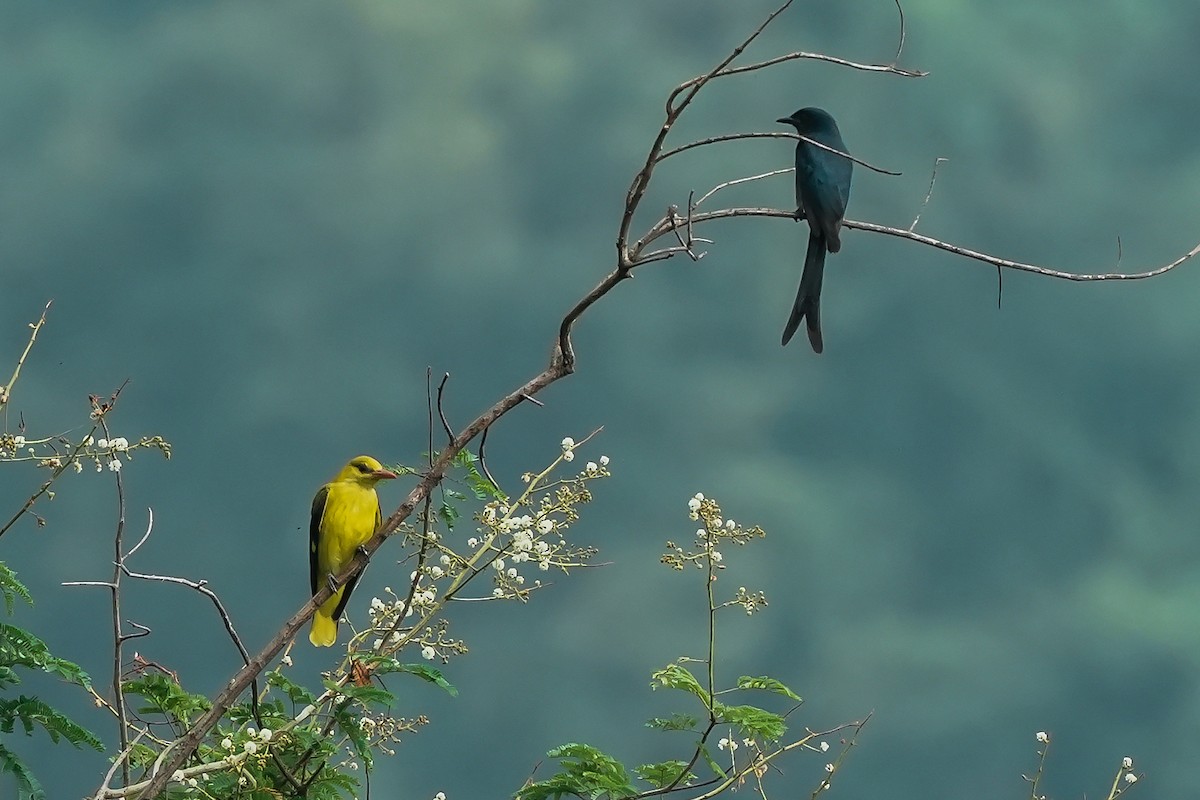 Indian Golden Oriole - ML645497037