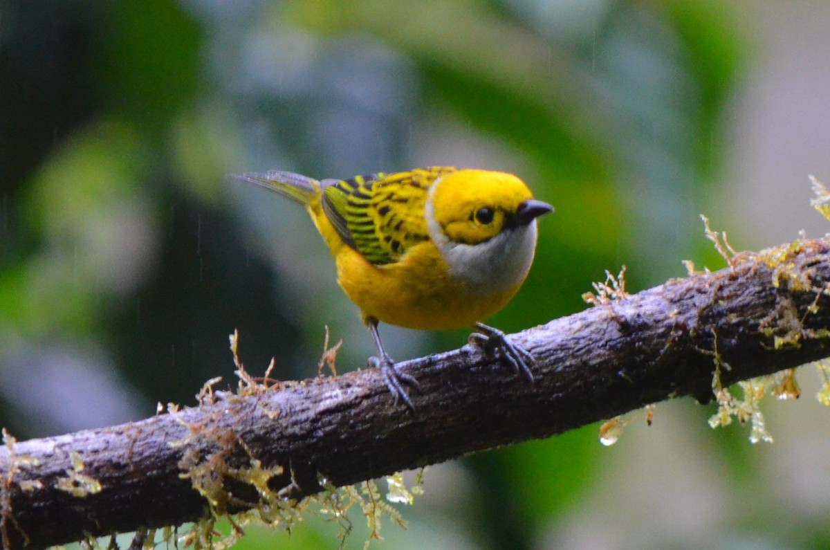 Silver-throated Tanager - ML645497049