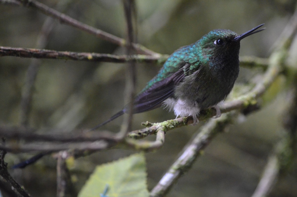 White-booted Racket-tail - ML645497050