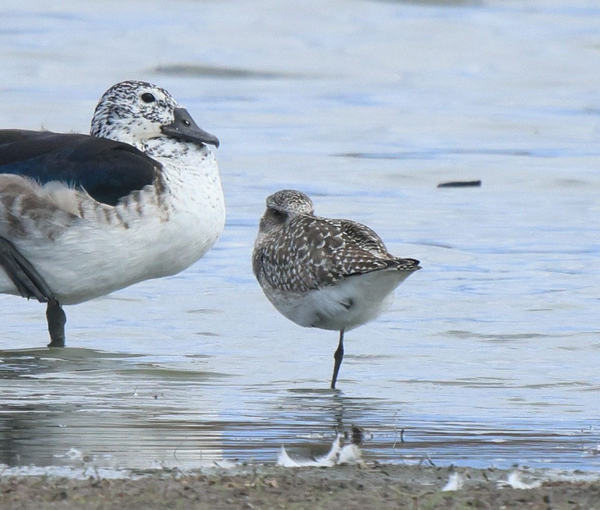 Black-bellied Plover - ML645497055