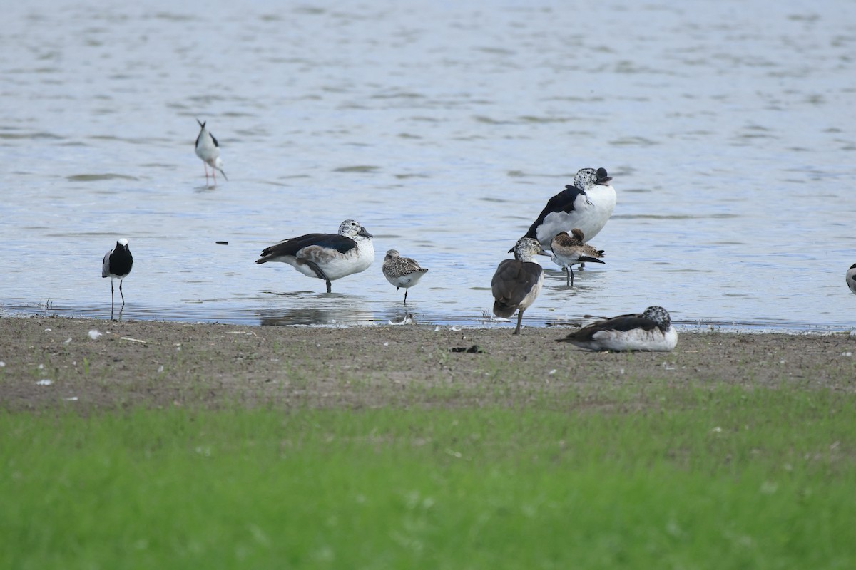 Black-bellied Plover - ML645497056