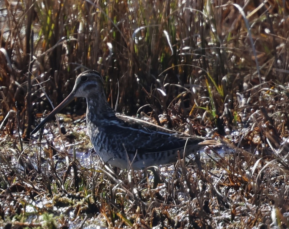 Wilson's Snipe - ML645497058