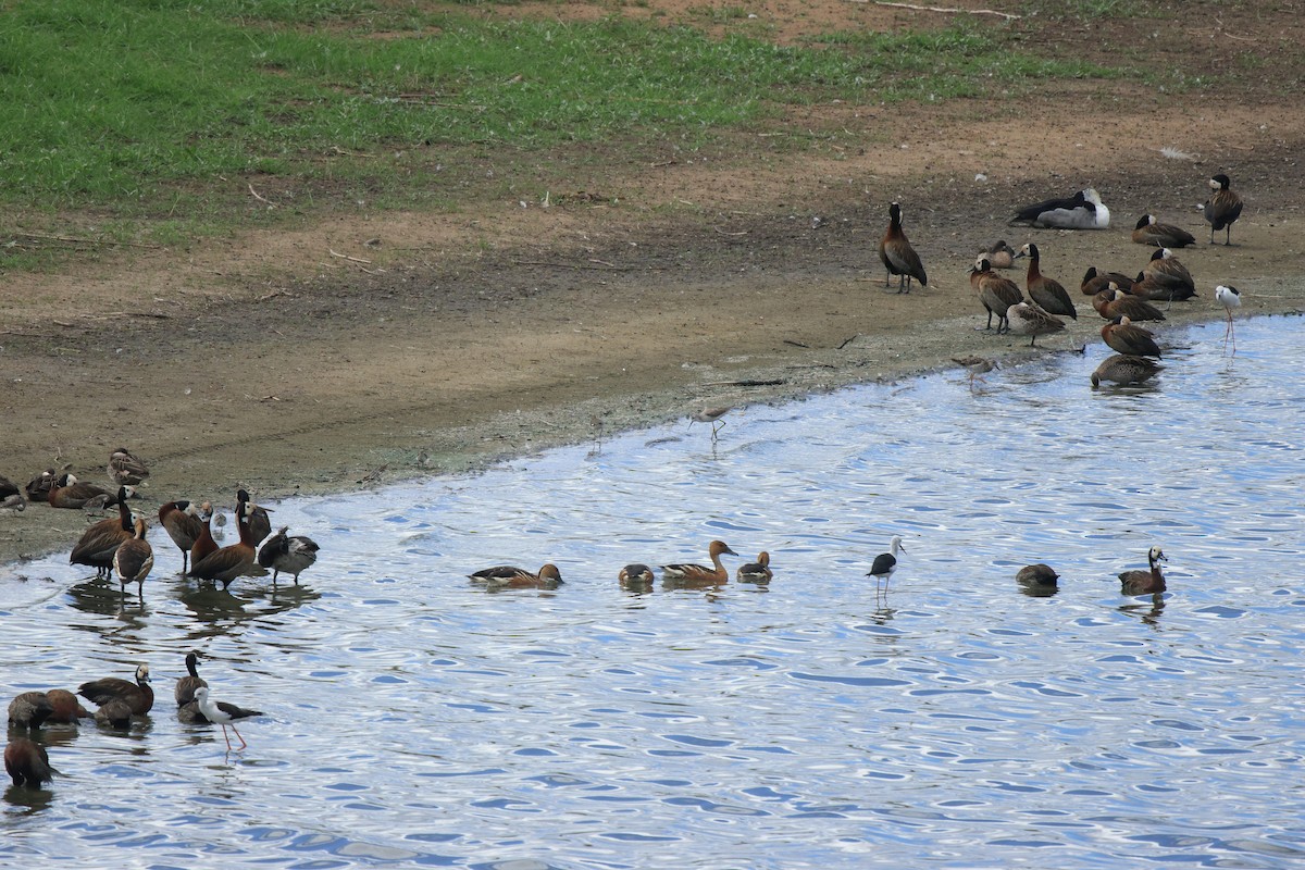Fulvous Whistling-Duck - ML645497067