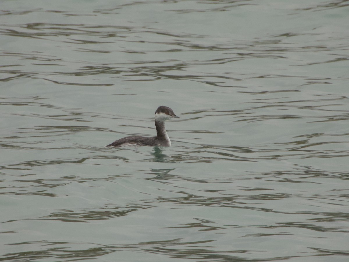 Красношейная поганка - ML645497069