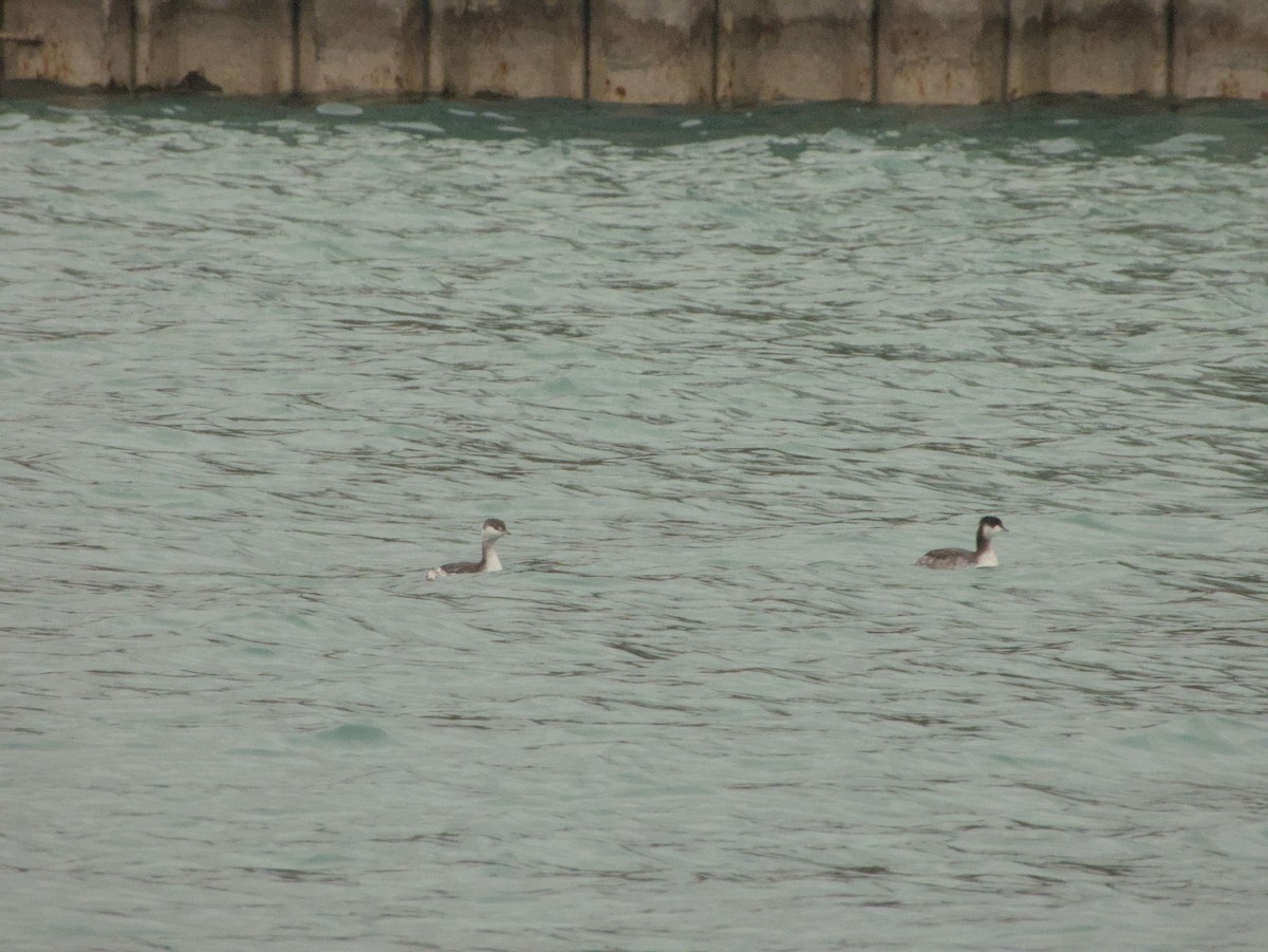 Красношейная поганка - ML645497070