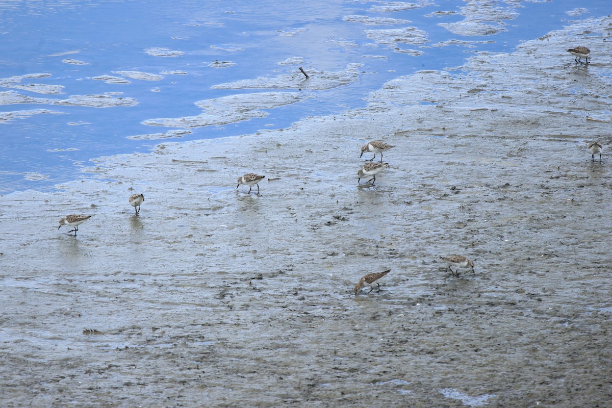 חופית קטנה - ML645497075
