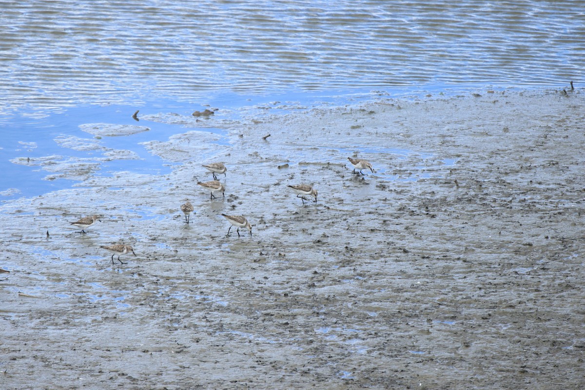 חופית קטנה - ML645497076