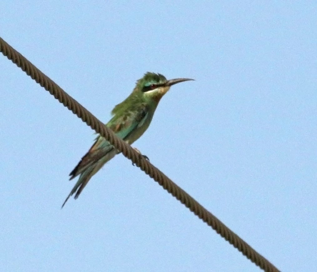 שרקרק ירוק - ML645497081