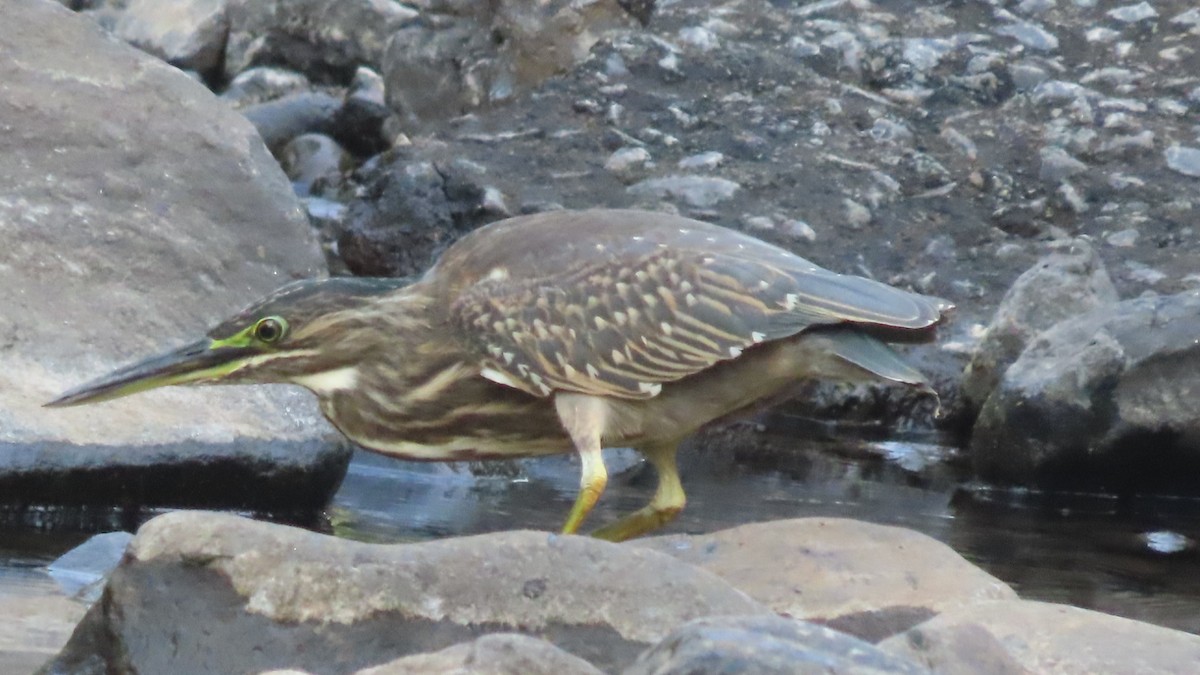 אפית מנגרובים - ML645497096
