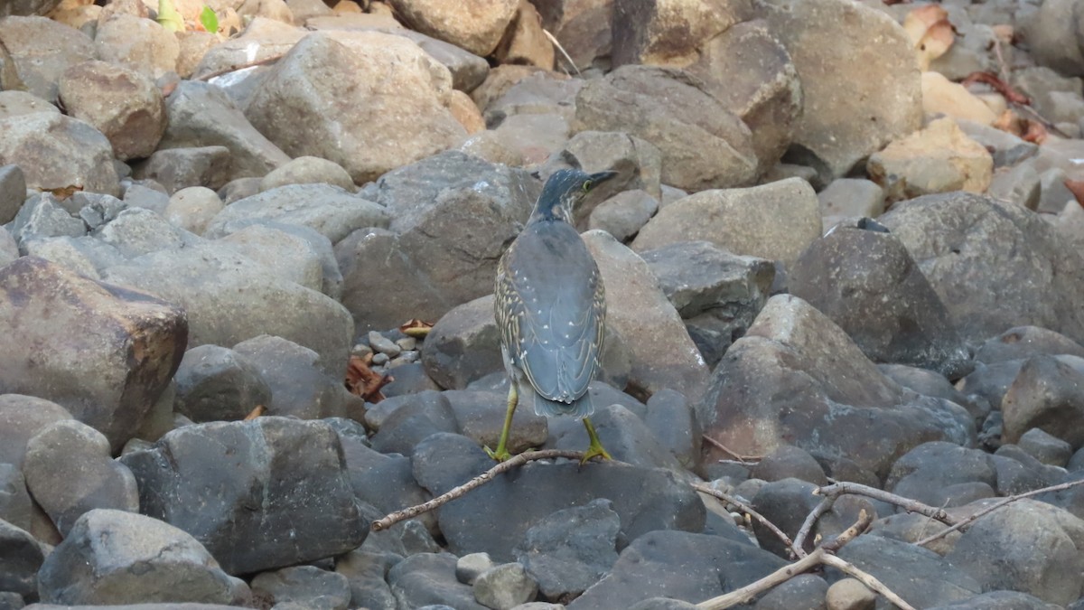אפית מנגרובים - ML645497097