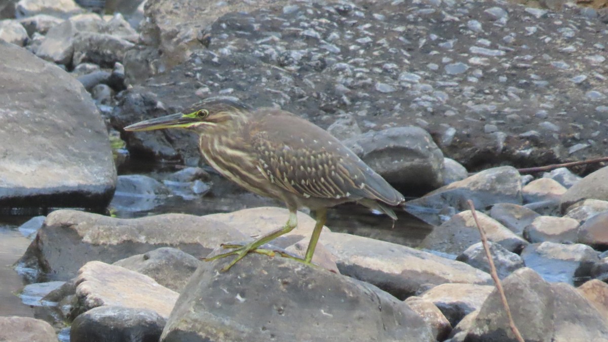 אפית מנגרובים - ML645497098