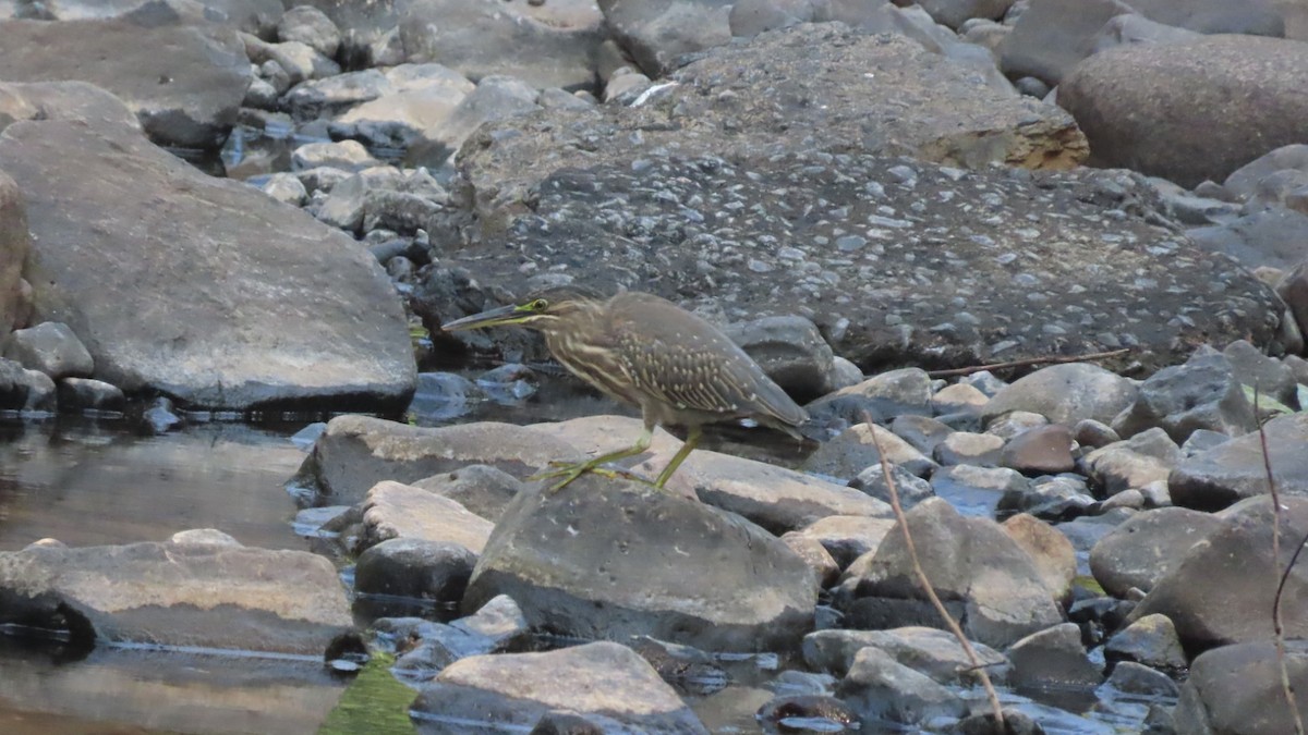 אפית מנגרובים - ML645497099