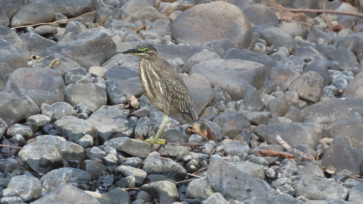 אפית מנגרובים - ML645497100