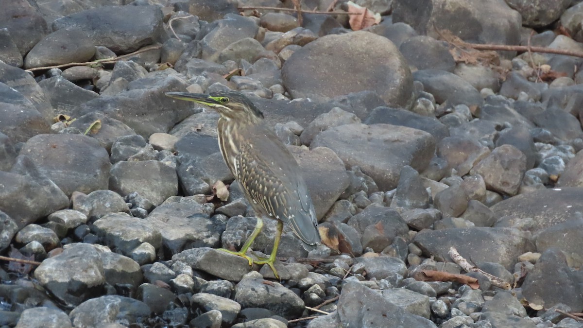 אפית מנגרובים - ML645497101