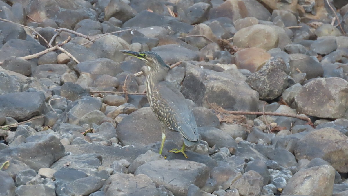 אפית מנגרובים - ML645497102