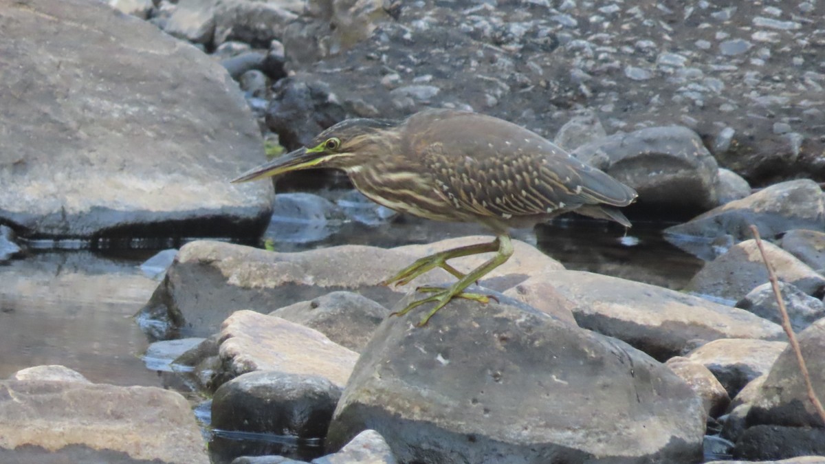 אפית מנגרובים - ML645497103