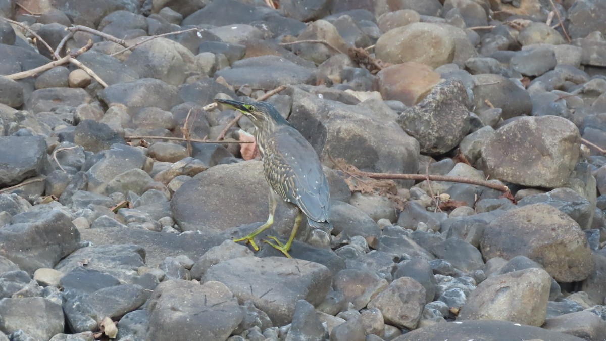 אפית מנגרובים - ML645497104
