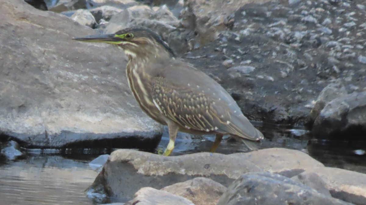 אפית מנגרובים - ML645497105